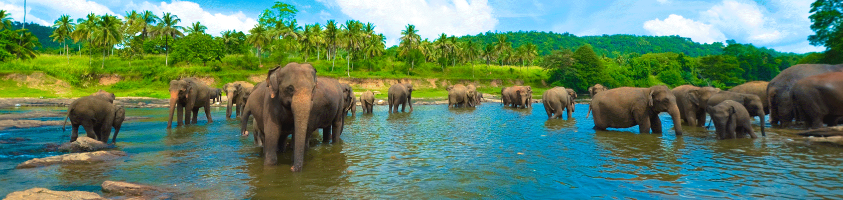 Olifanten in Sri Lanka