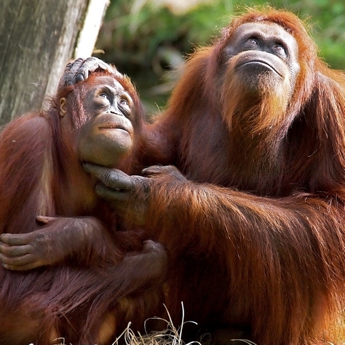 Oerang Oetang, Sumatra