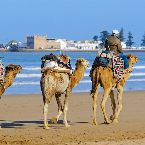Kamelen op het strand van Essaouira