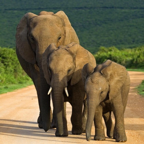 Olifanten in Addo Nationaal Park