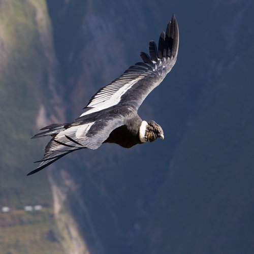 Andean Condor