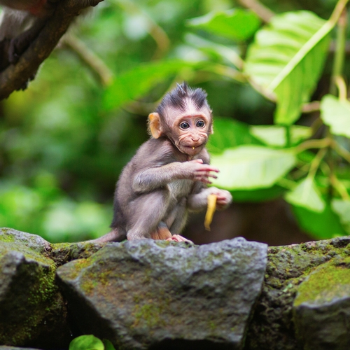 Monkey Forest, Ubud