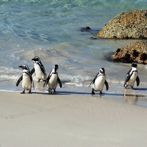 Pinguins op Boulders Beach