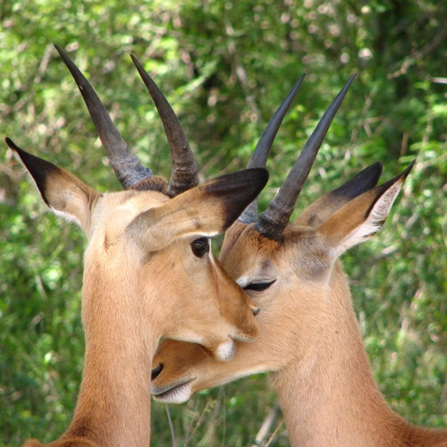 Gazelles in Hoedspruit