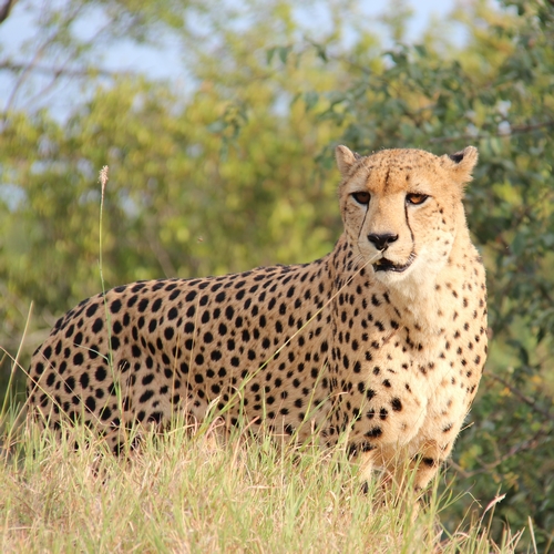 Cheetah, Krugerpark