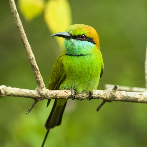 Bijzondere vogels in Wilpattu Nationaal Park