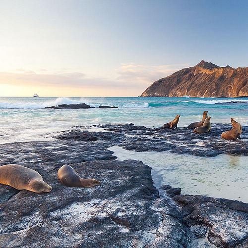 Zeehonden op San Cristóbal (Galápagos)