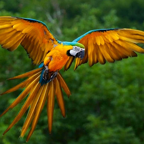 Papagaai in Cuyabeno Nationaal Park