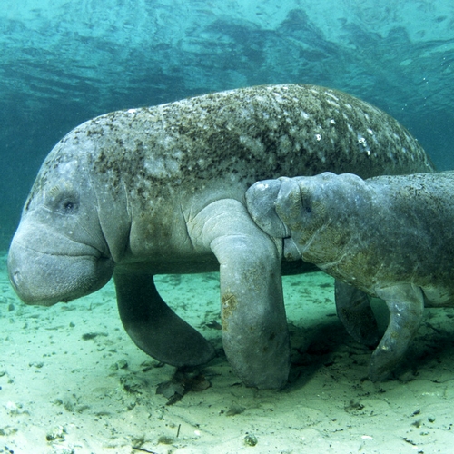 Zeekoeien in Homosassa Springs