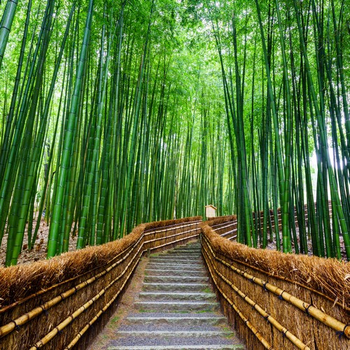 Arashiyama bamboebos