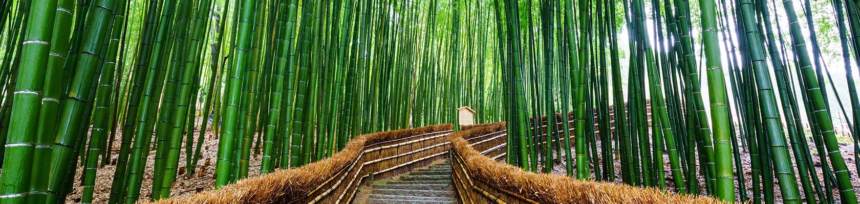 Bamboo