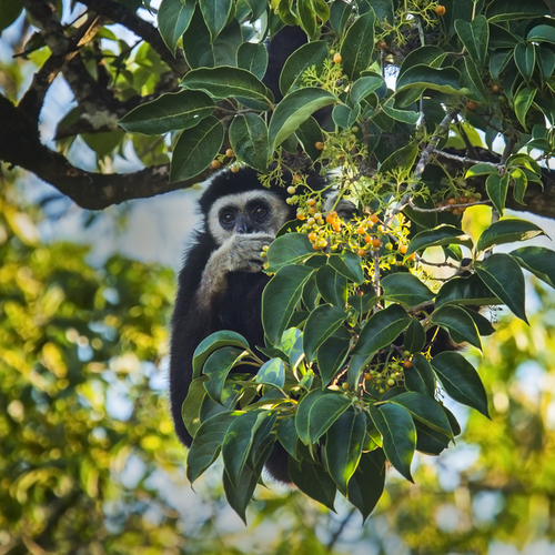 Gibbon in Khao Yai Nationaal Park