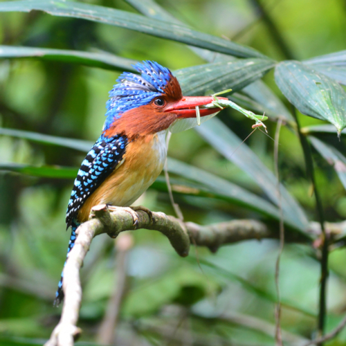 Bijzondere vogels in Khao Yai Nationaal Park