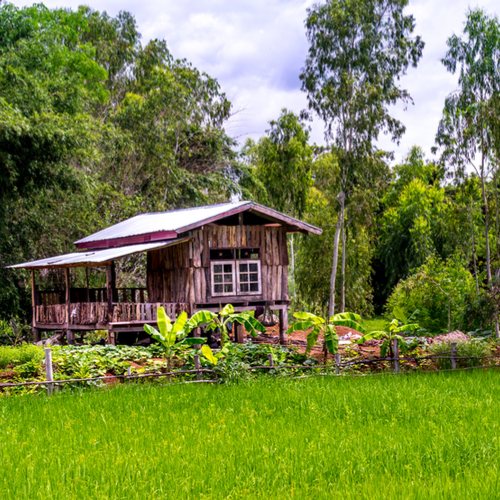 Rijstvelden in Khon Kaen