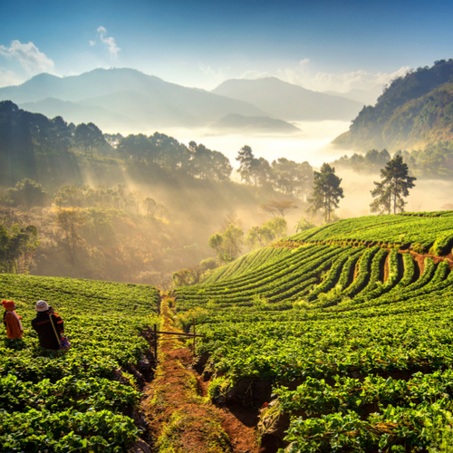 Platteland van Chiang Mai