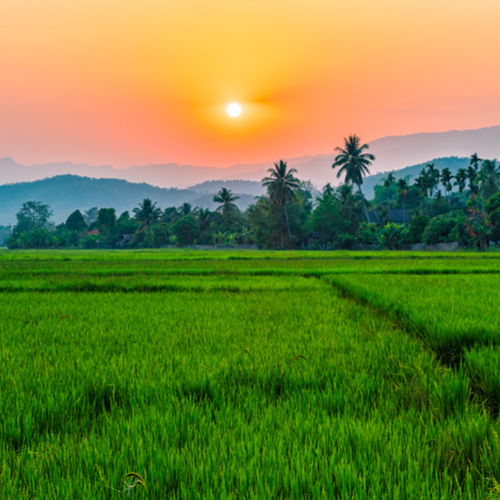 Rijstvelden in Chiang Rai