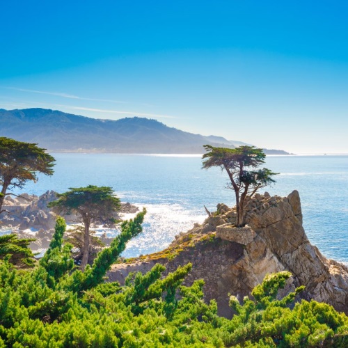 Cypress Tree, Monterey Lone