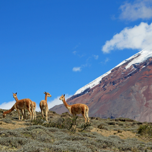 Vicuña’s in Chimborazo Nationaal Park