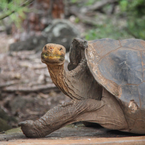 Schildpad, Santa Cruz