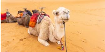 Marokko kameel woestijn