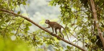 Maleisie Taman Negara