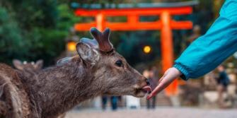 Japan Nara hertje