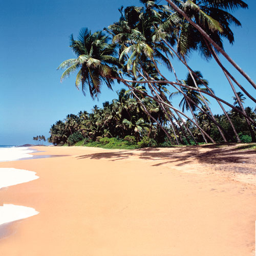 Strand met palmbomen