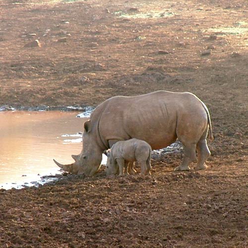 Hluhluwe Nationaal Park, neushoorns