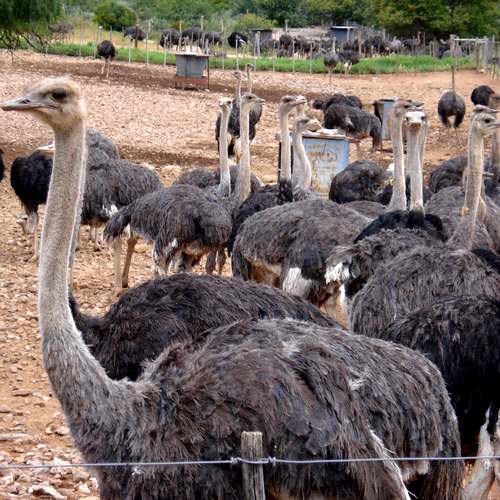 Struisvogels in Oudtshoorn