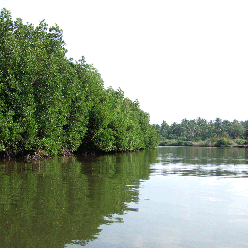 Lagunes van Negombo