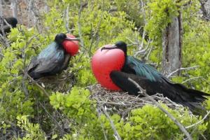 Seymour Island, Galapagos