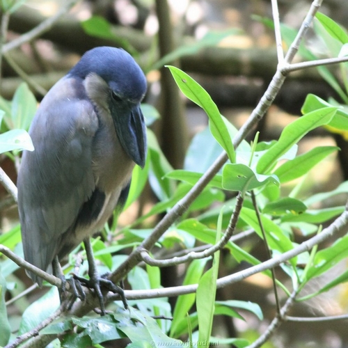 Corcovado National Park