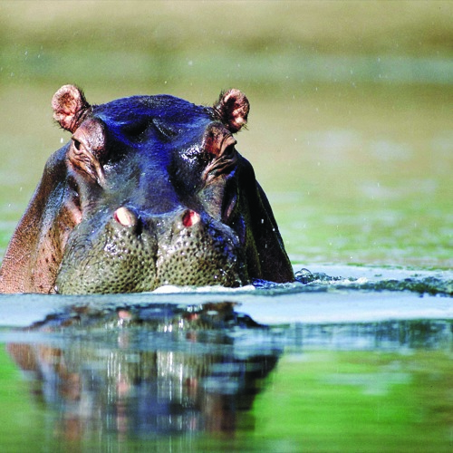  iSimangaliso Wetland Park, nijlpaard