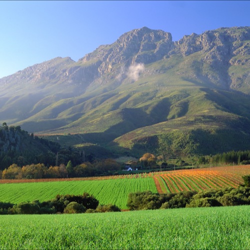 Wijngaarden in Stellenbosch