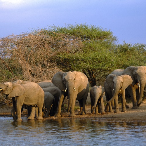 Olifanten in Kruger Nationaal Park