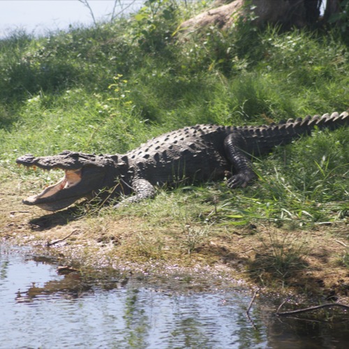 Krokodil in Yala Nationaal Park 