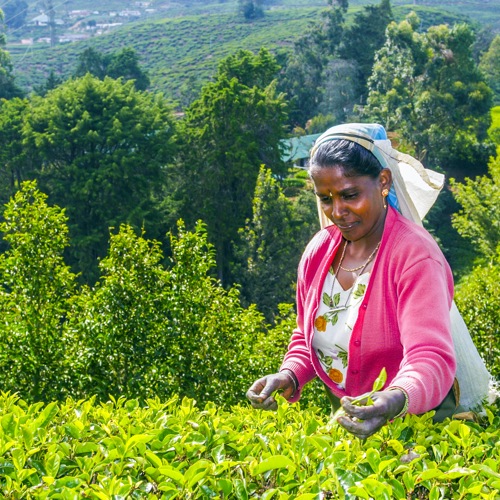 Nuwara Eliya, theevelden