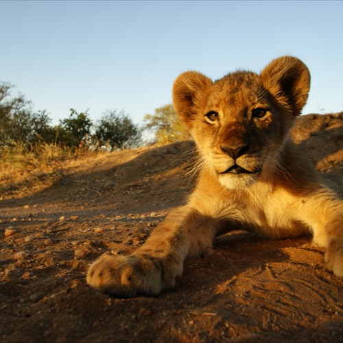 Kruger Nationaal Park, welp