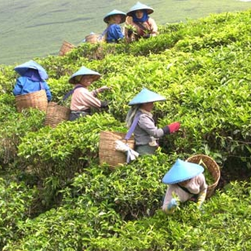 Theeplantage Indonesië