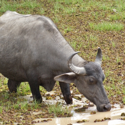 Buffel in Wilpattu Nationaal Park