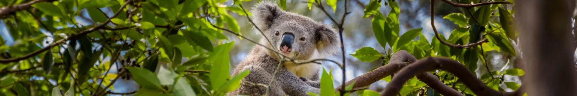 Australië Sydney Koala