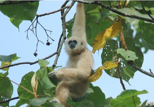 Gibbon