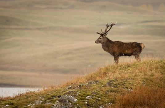 Cairngorm Nationaal Park