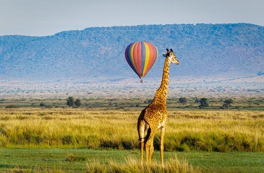 Tanzania, giraffe