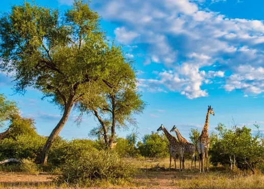 Blogtegel Zuid-Afrika