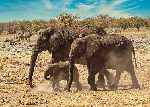 Namibië, Kalahari woestijn