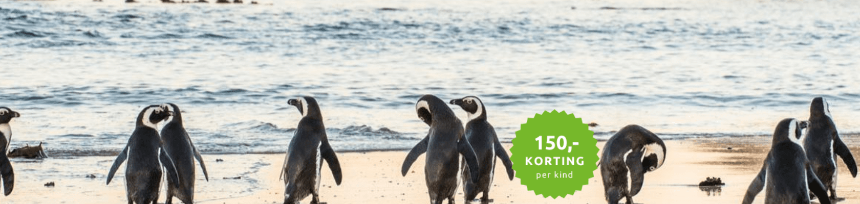 Pinguins bij Boulders Beach