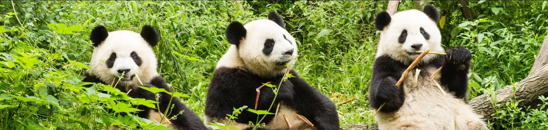 China Chengdu pandas