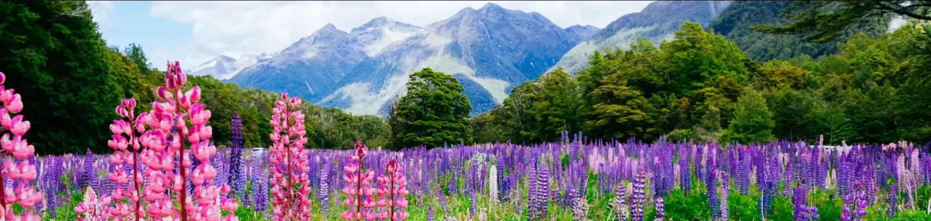 Nieuw-Zeeland Fiordland Nationaal Park