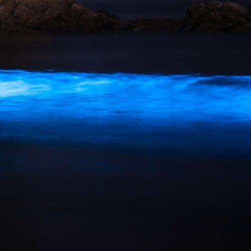 Bioluminescentie